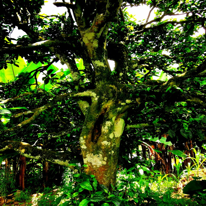 11-500年左右的古茶树，树身满是青苔.jpg
